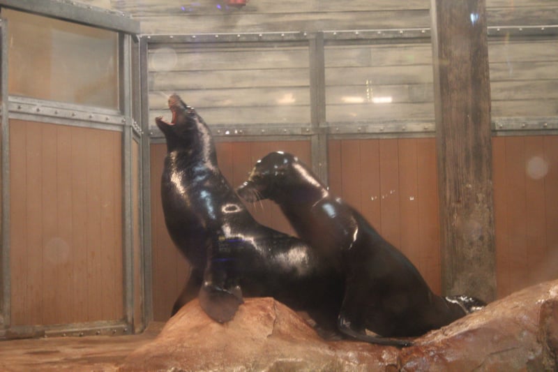 Georgia Aquarium