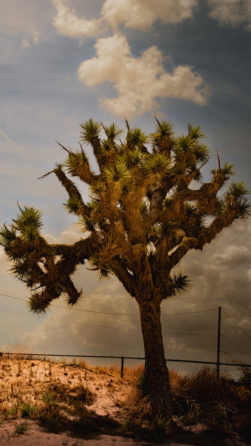 Mojave Desert Joshua Tree