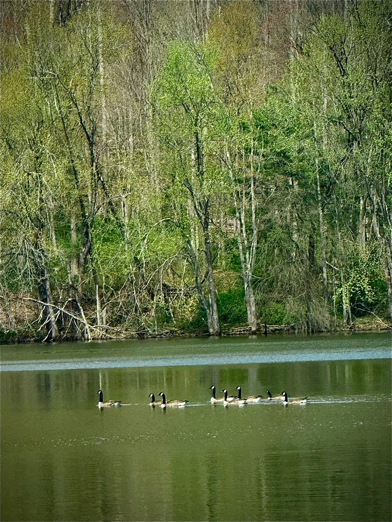 Darlington County Park Lake