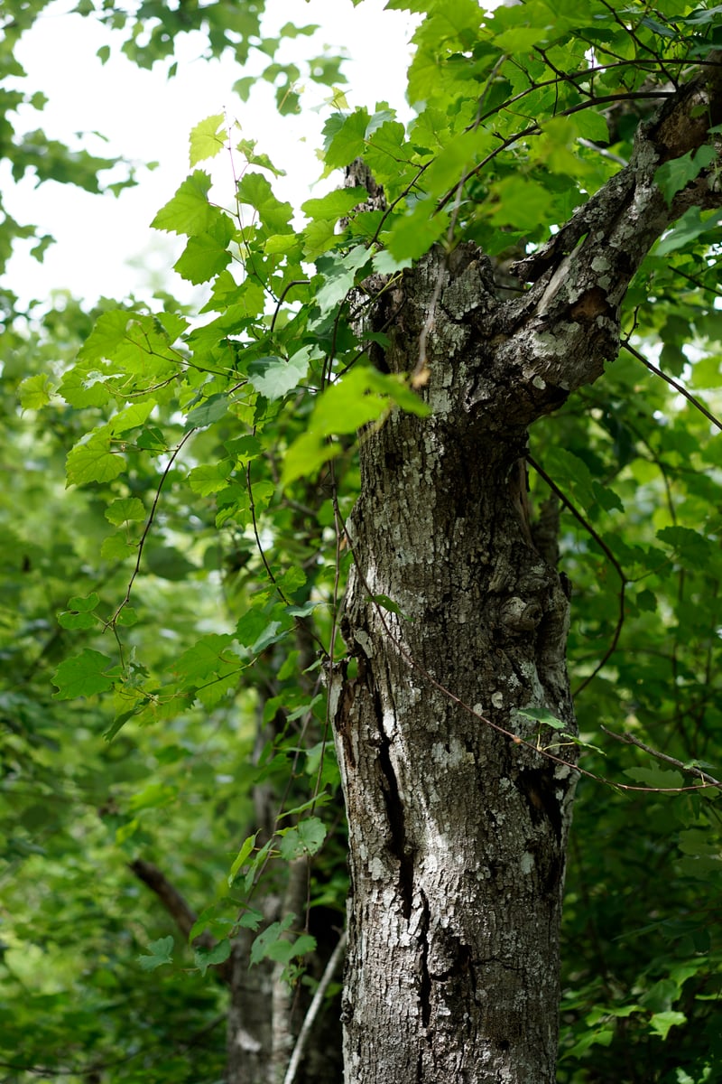 St. Petersburg Woodland Detail