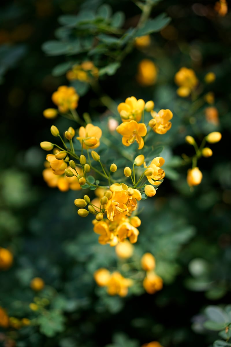 St. Petersburg Garden Blooms