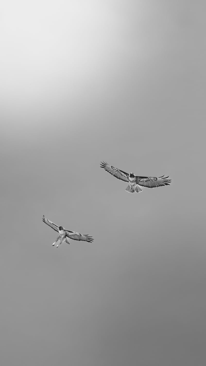 San Joaquin Wildlife Sanctuary