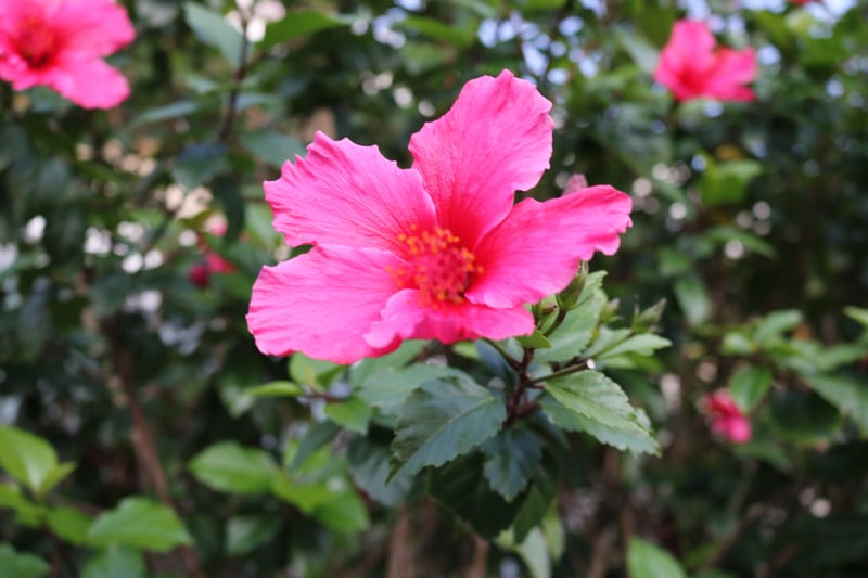 Laguna Hills Floral Garden