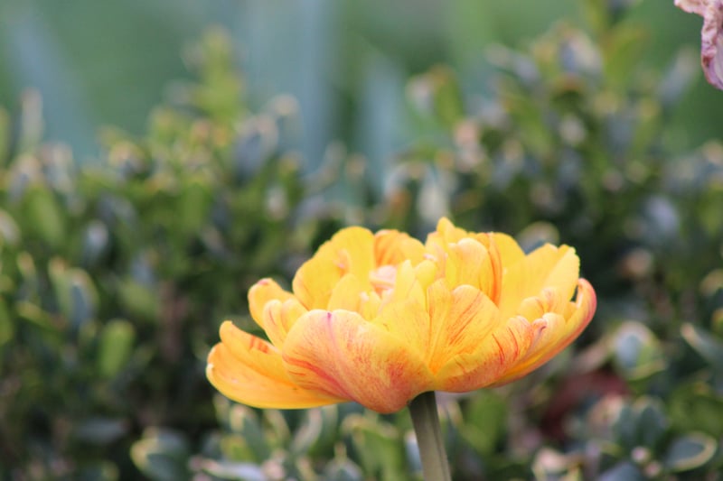 Hilltop Neighborhood Garden Bloom