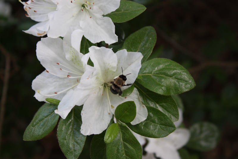 Bullard Garden Blooms