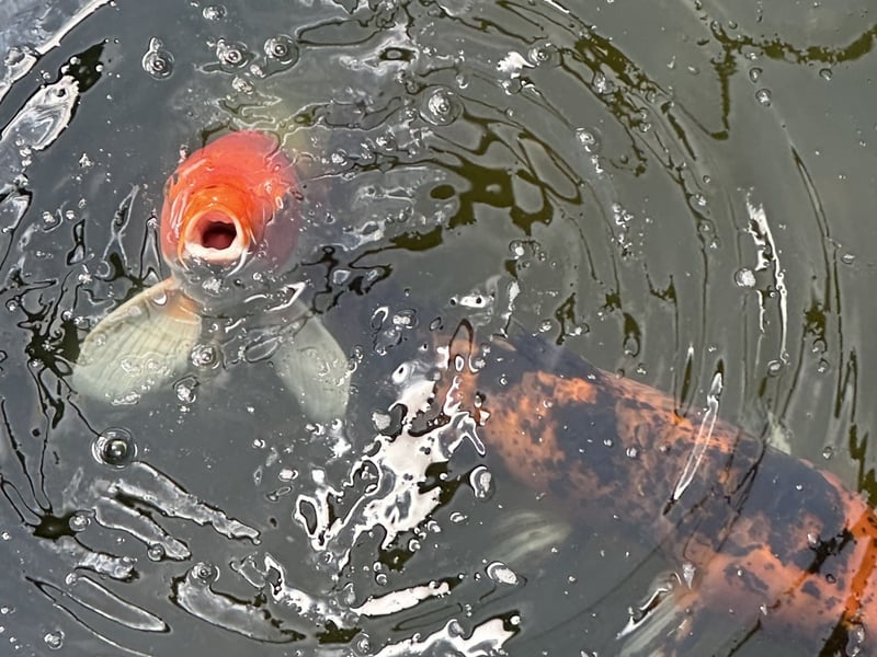 Greater Des Moines Botanical Garden Koi Pond
