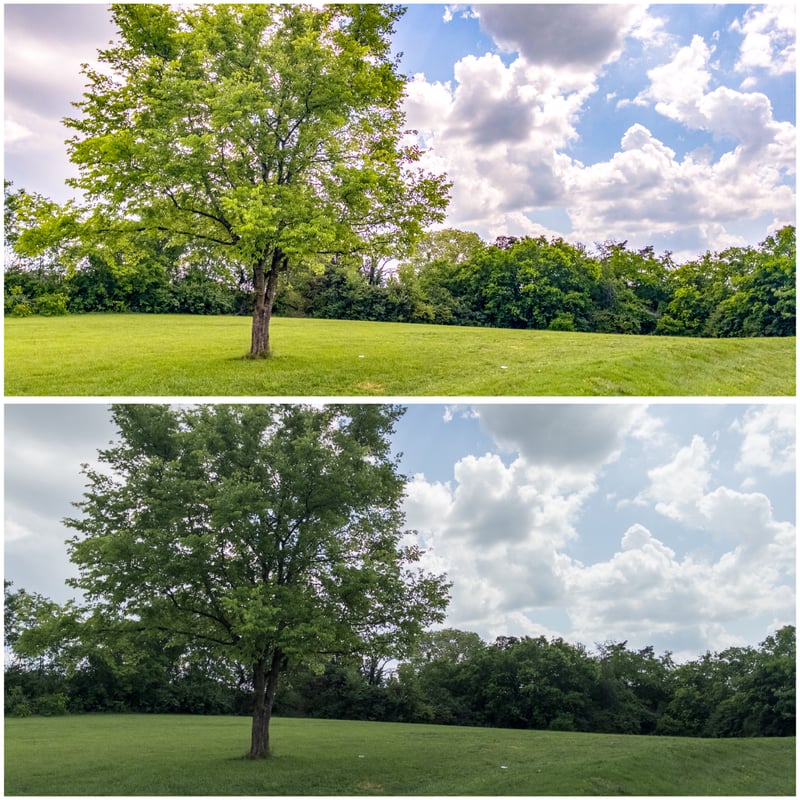 Nashville Suburban Meadow