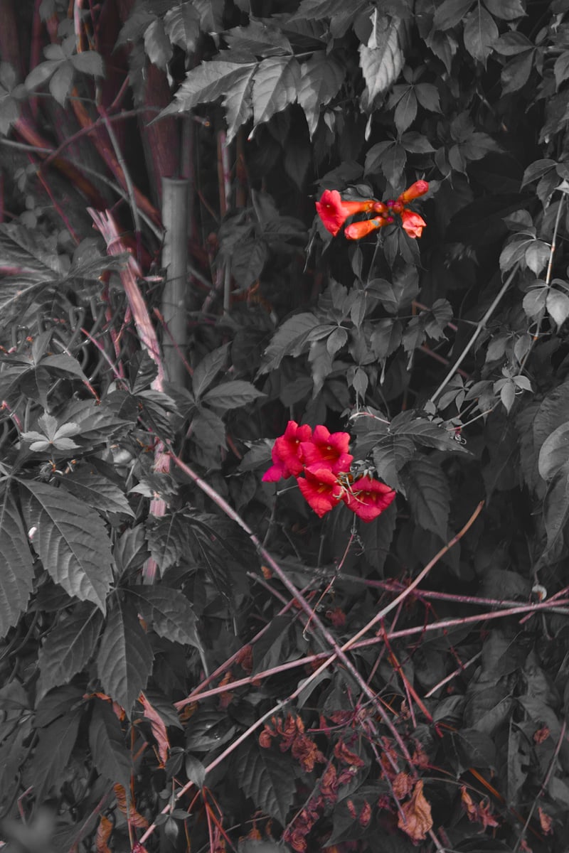 Muhlenberg Garden Details