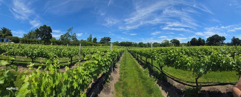 Suffolk County Community College Vineyard