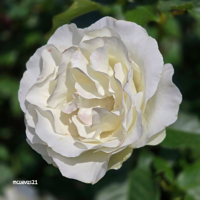 Brentwood Garden Blooms