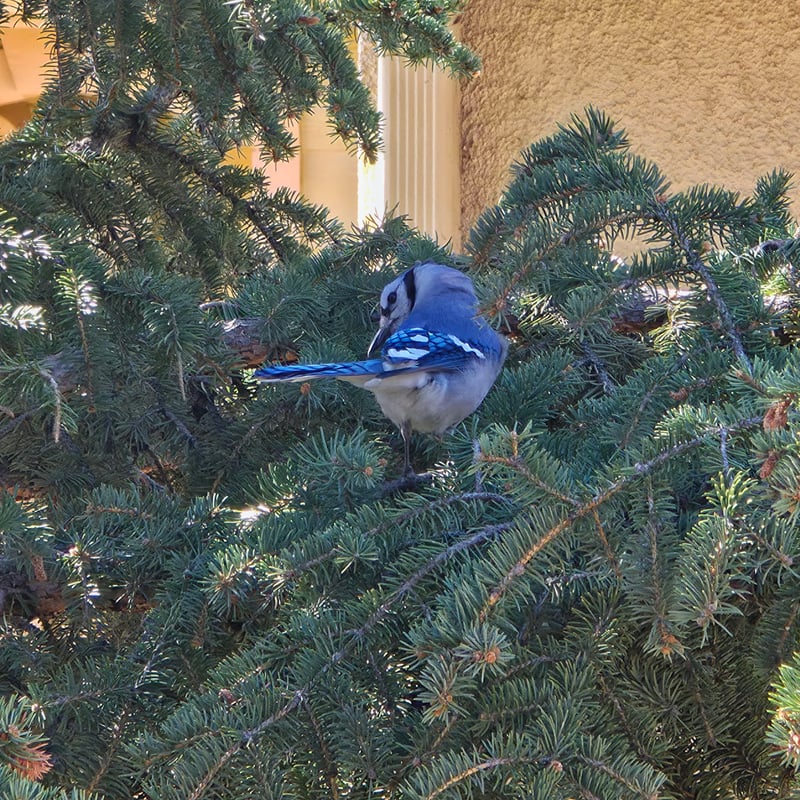 Thornton Suburban Wildlife Spot