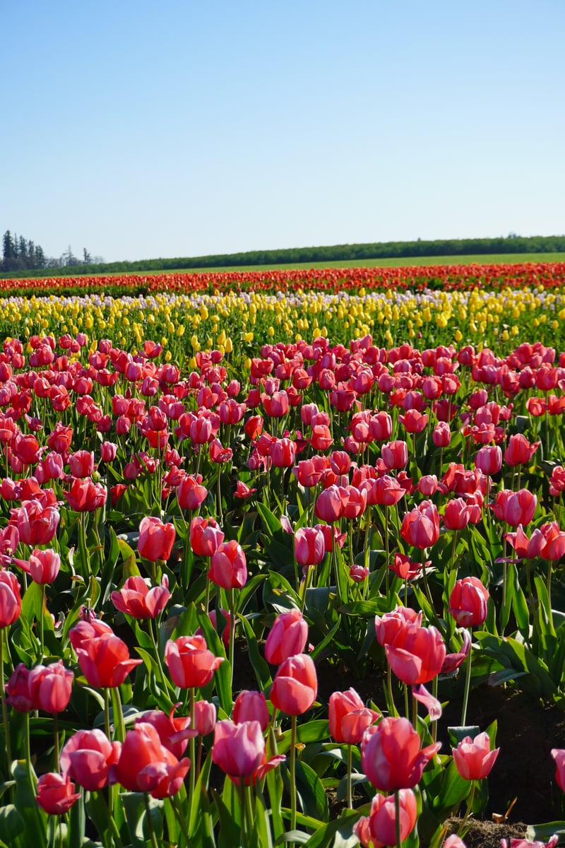 Wooden Shoe Tulip Farm