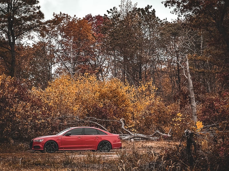 Elverson Autumn Forest