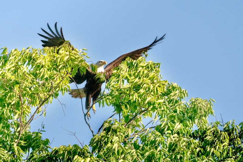 Kentucky River Eagle Habitat