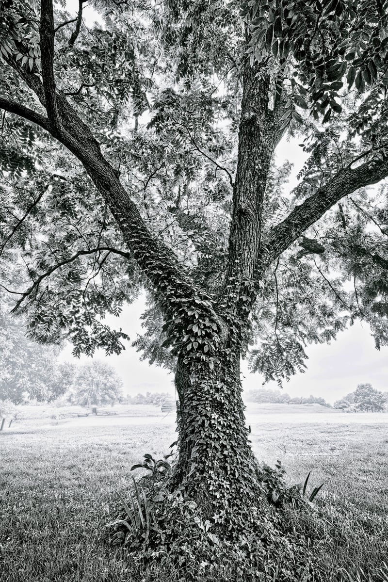 Bluegrass Countryside at Briar Hill