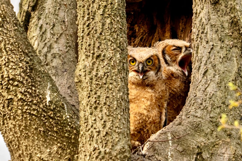 Fins Flat Owl Nest