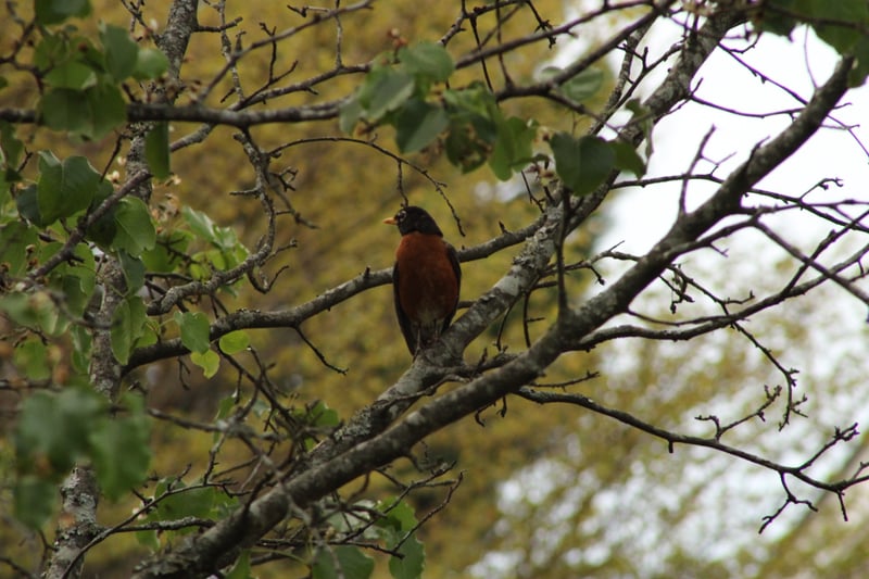 Hidden Meadow Birding Spot