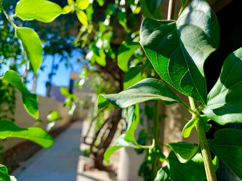 Residential Garden Path