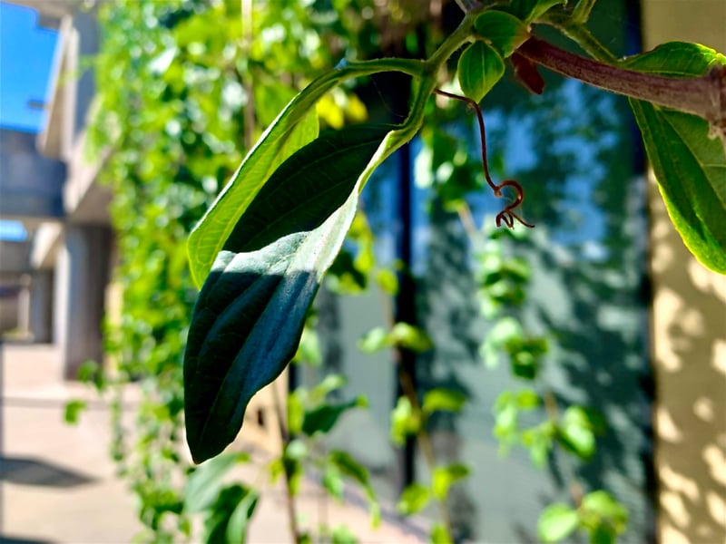 Huntington Beach Garden Detail
