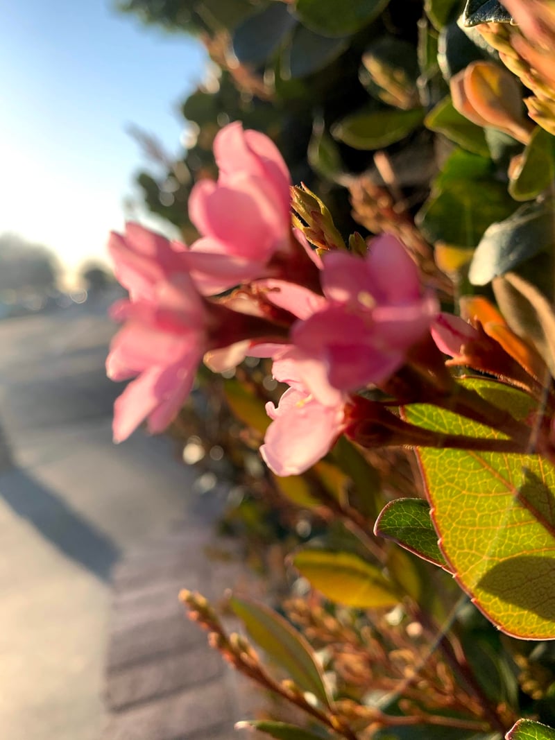 Huntington Beach Garden Blooms