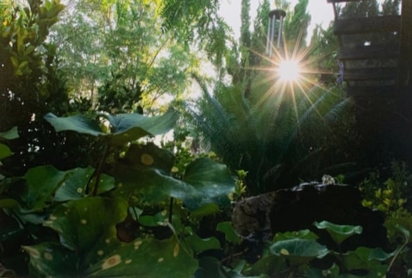 Costa Mesa Garden Oasis