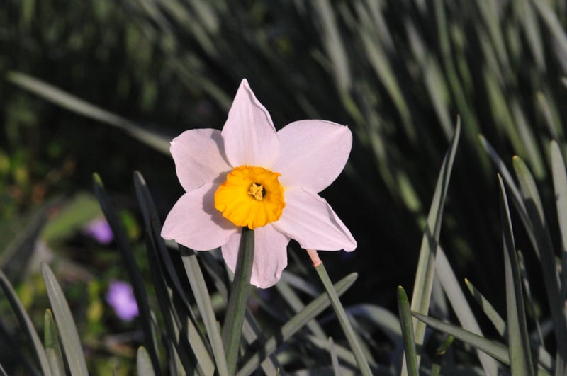 Springfield Garden Bloom