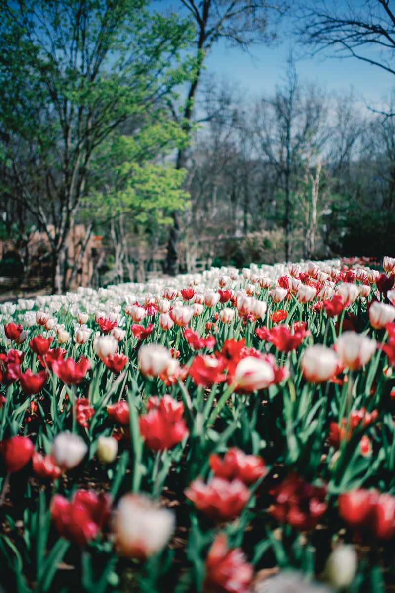 Cheekwood Estate & Gardens