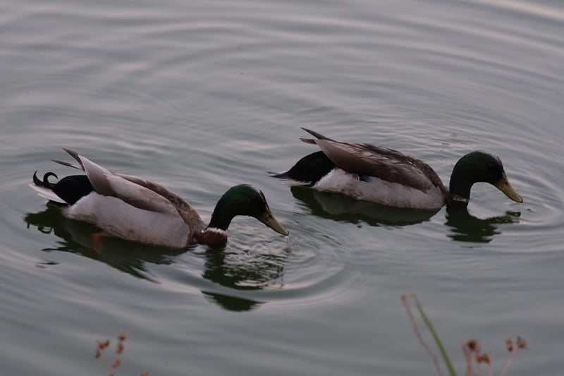Clam Bayou Nature Park