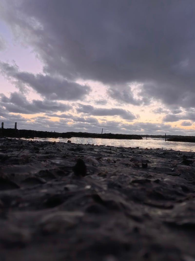 Abercrombie Park Shoreline