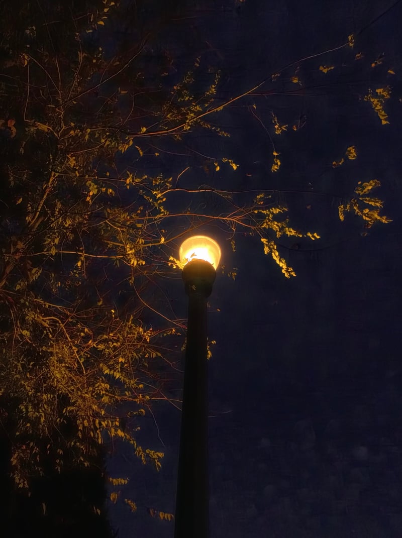 St. Petersburg Night Foliage