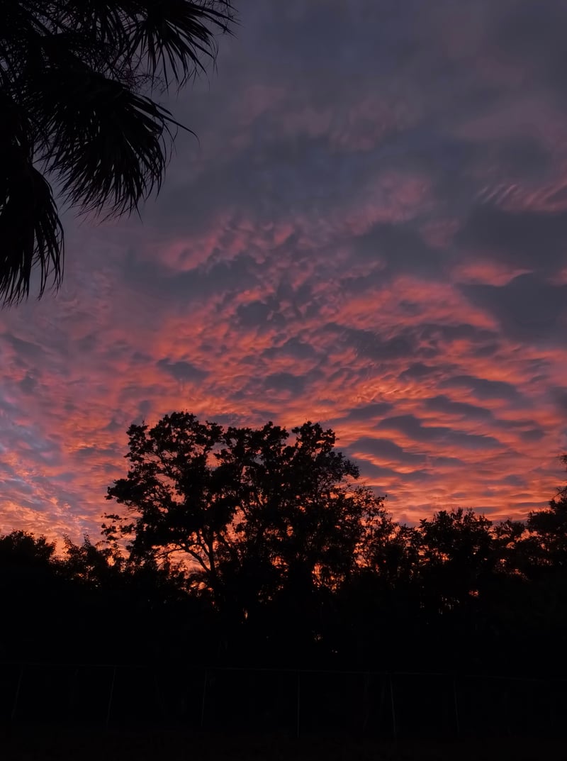 Jungle Terrace Sunset View