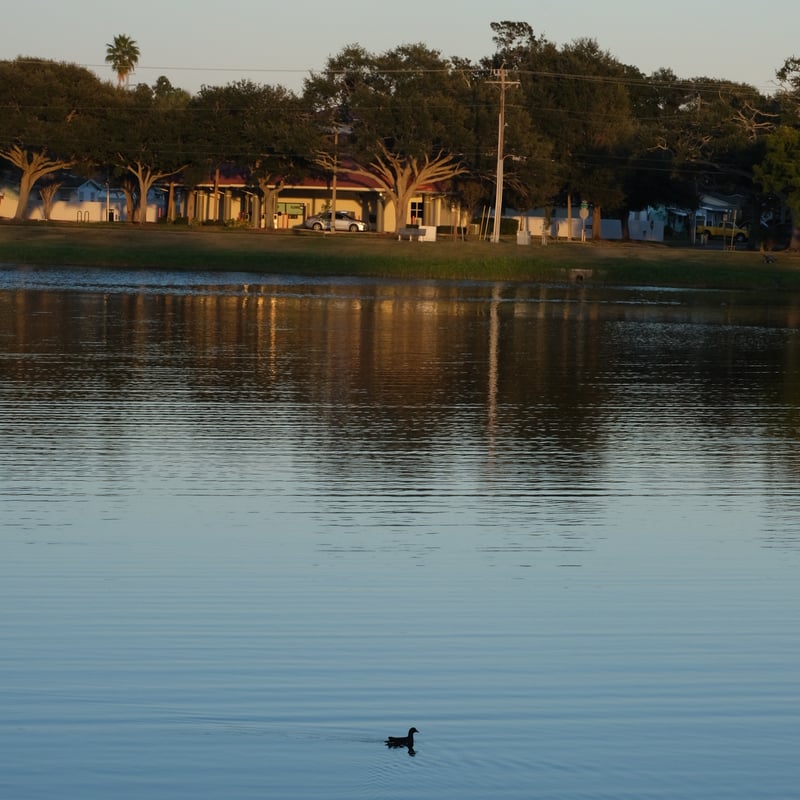 Booker Creek Park Pond