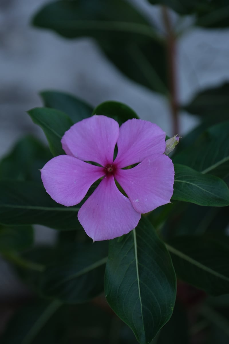 St. Petersburg Garden Blooms