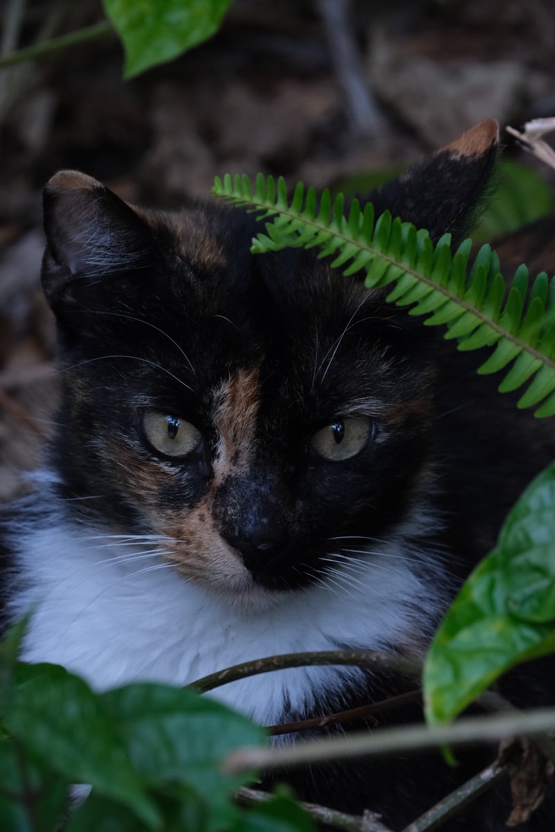 St. Petersburg Garden Wildlife