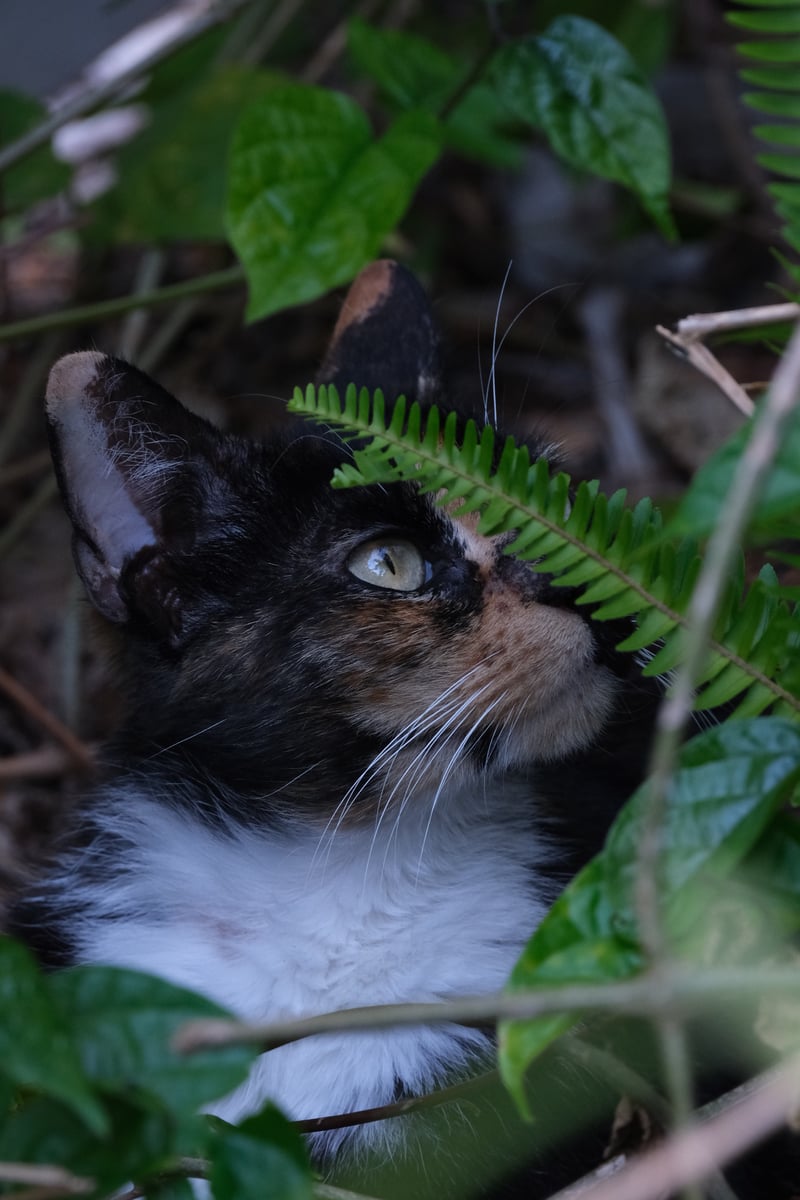 Suburban Garden Wildlife