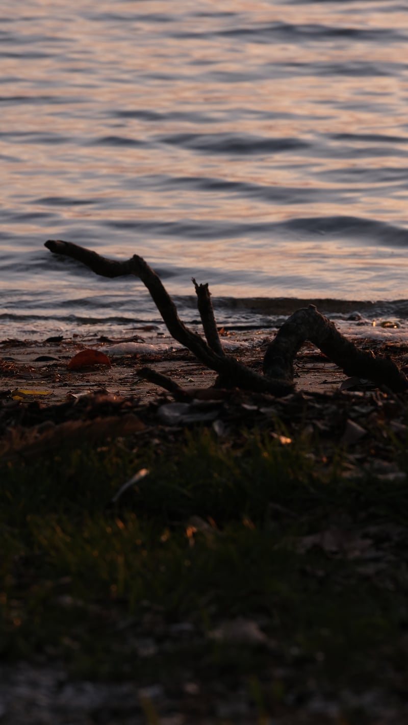 Boca Ciega Bay Shoreline