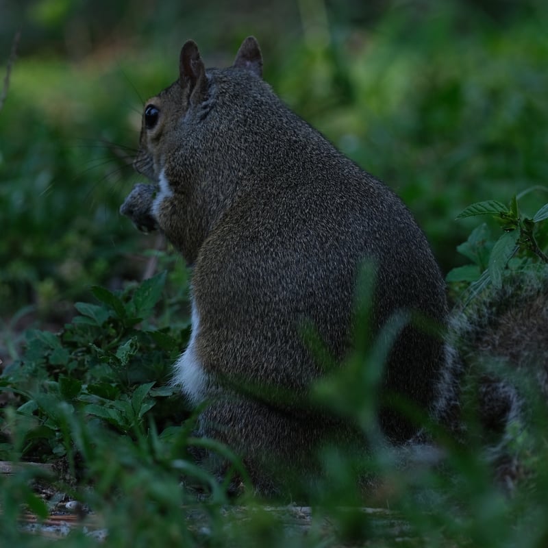 St. Petersburg Garden Wildlife