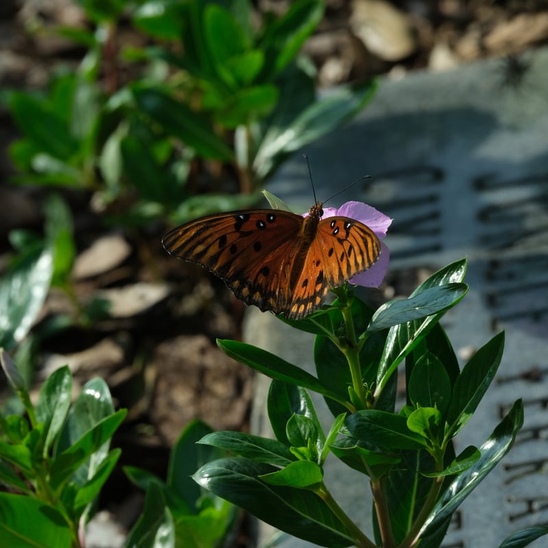 Jungle Prada de Narvaez Park