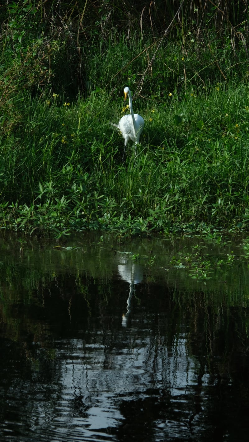St. Petersburg Canal Wildlife