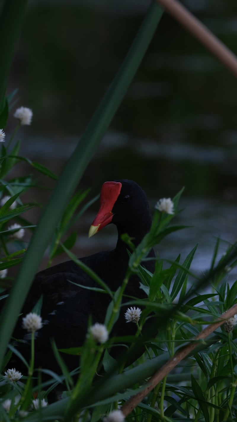 Clam Bayou Nature Park