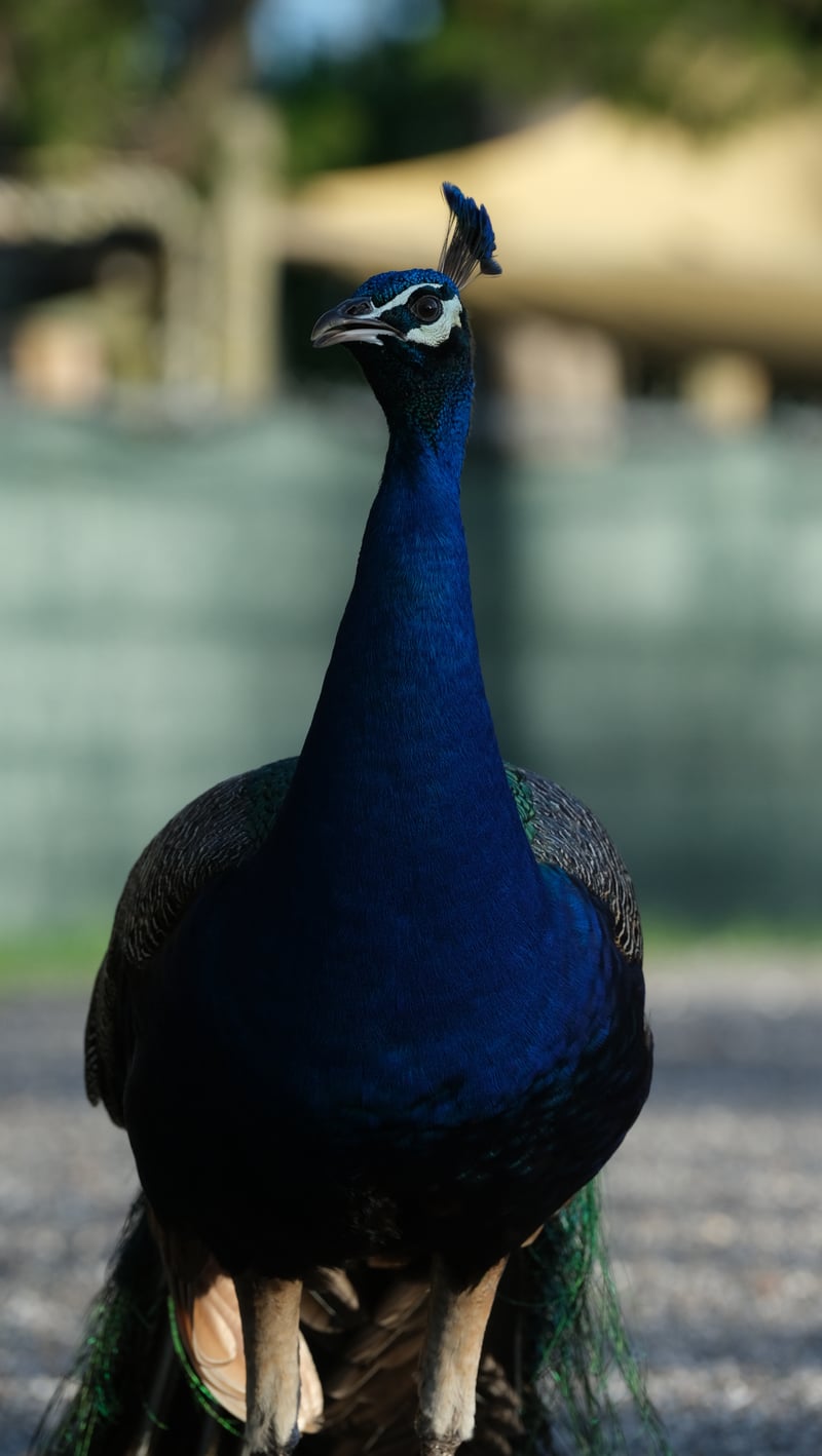 Jungle Prada Peacocks
