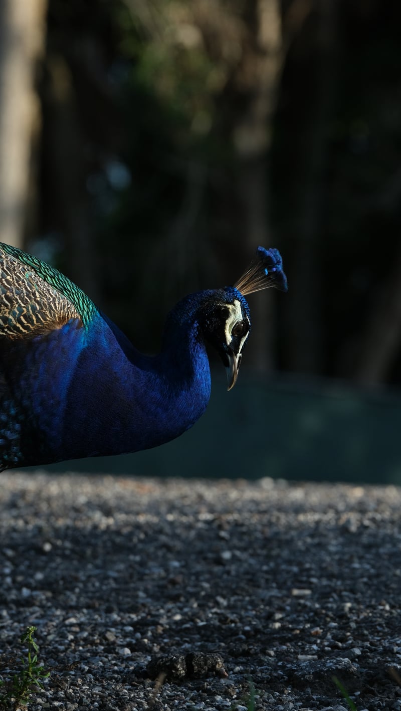 Abercrombie Park Peacocks