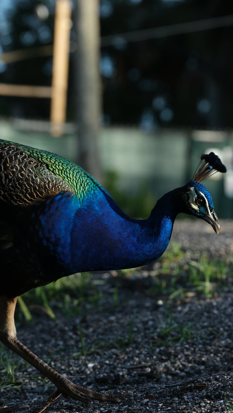 Abercrombie Park Peacocks
