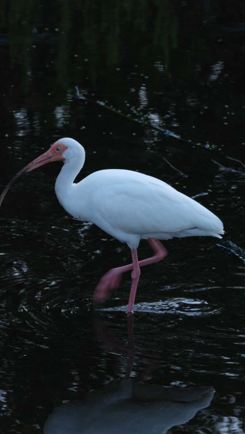 Clam Bayou Nature Park