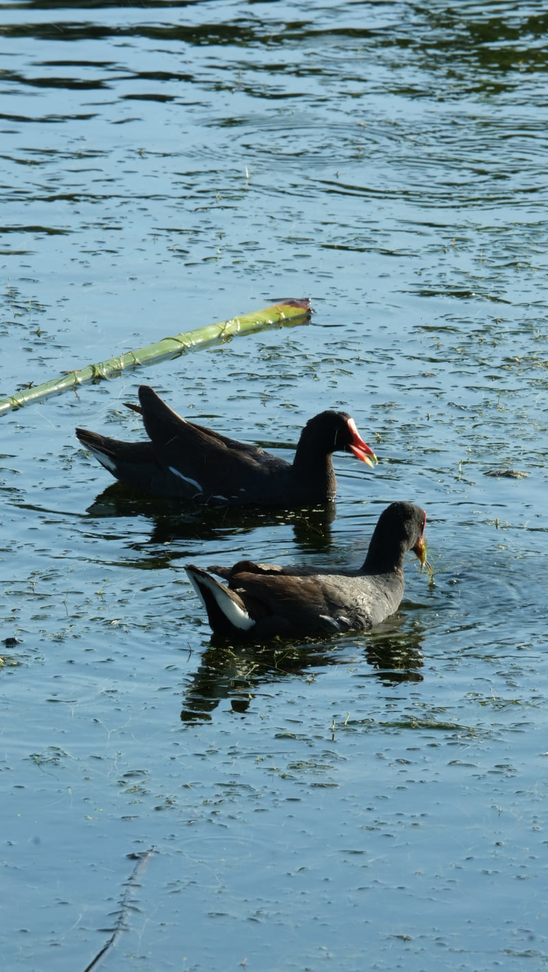 Clam Bayou Nature Park