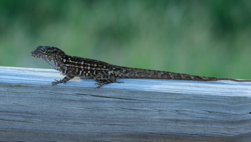 Clam Bayou Nature Park