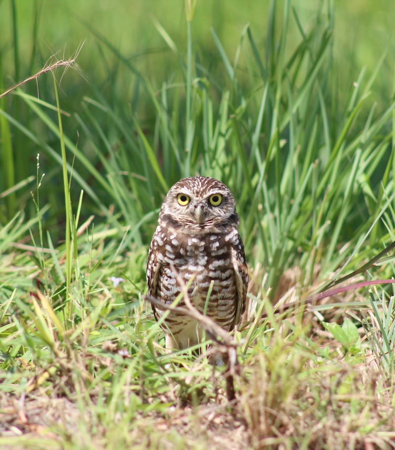 Liberty Park Burrowing Owls
