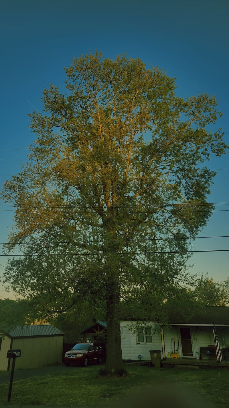 Neelys Bend Golden Hour Tree