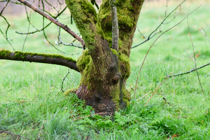 Peak District Mossy Tree