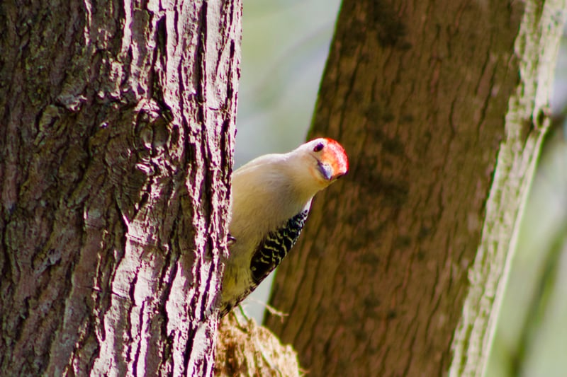 Firestone Metro Park